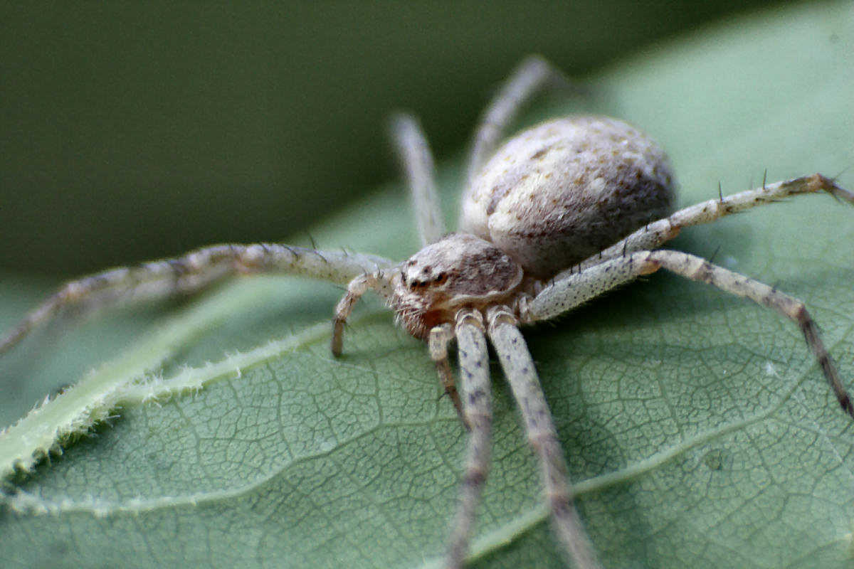 Philodromus - Lesmo (MB)